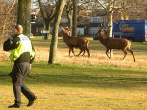 Supporting image for story: Oh deer – Rudolph and pals on loose in Pelsall
