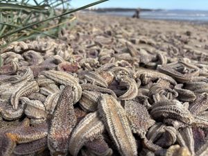 Supporting image for story: Heavy seas likely reason for mass starfish stranding, says expert