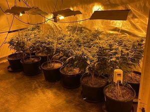 Supporting image for story: Police seize dozens of cannabis plants in Telford raid