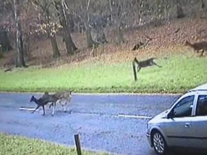 Supporting image for story: WATCH: A deer miss as chaotic Cannock Chase crossing is caught on camera