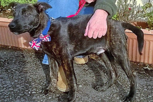 Supporting image for story: Puppy with broken tail found tied to fence near M54 Shifnal services