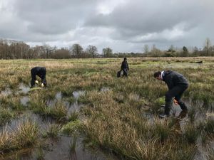 Volunteers working on the mosses 