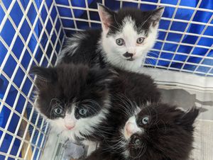 Supporting image for story: Trio of cute kittens found dumped in Harry Potter bag are given wizarding names by RSPCA rescuers