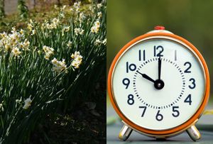 Stock image of daffodils and a stock image of an alarm clock.