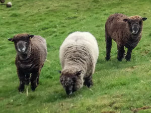 Supporting image for story: English Heritage team member offers sanctuary to sheep