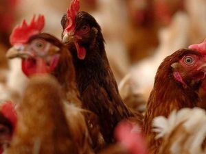 Supporting image for story: Bird flu case confirmed in Mid Wales