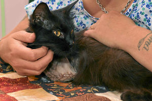Supporting image for story: Cat cheats death after being snared in trap