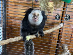 Supporting image for story: 'Nobody expects to find a monkey around here': Mystery monkey found inside Wolverhampton woman's conservatory