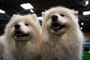 Samoyed dogs at the Birmingham National Exhibition Centre (NEC) for the third day of the Crufts Dog Show. PA Photo. Issue date: Saturday March 7, 2020. See PA story ANIMALS Crufts. Photo credit should read: Jacob King/PA Wire.