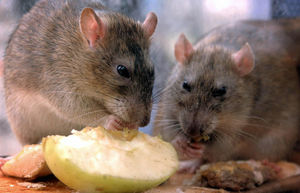 Are the rats getting closer to us?