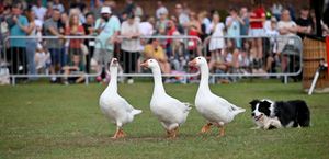 SHROPSHIRE COPYRIGHT NATIONAL WORLD TIM STURGESS 16/08/25 Too windy to fly ..... Oswestry Balloon Carnival - launches at 6pm on Saturday, August 16.