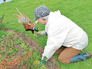 Supporting image for story: Barmy pheasant Captain Beaky tops the pecking order