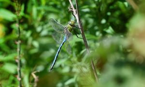 Sunningdale's garden is packed with wildlife