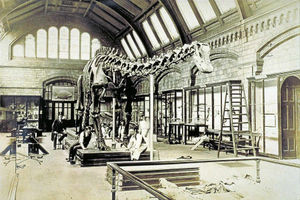 Supporting image for story: London Natural History Museum icon set to visit the Midlands and Shropshire