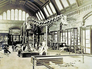 Supporting image for story: London Natural History Museum icon set to visit the Midlands and Shropshire