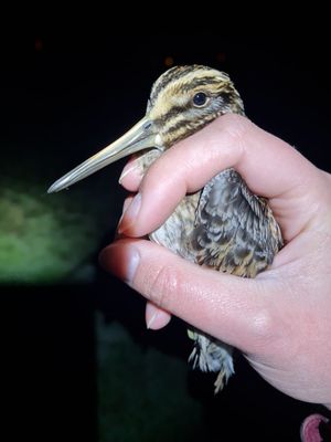Jack Snipe
