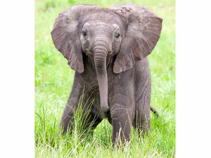 Supporting image for story: Baby elephant named after inspirational Stephen Sutton