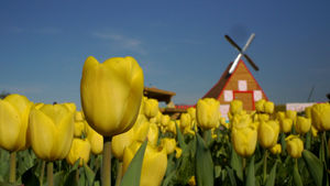 The Staffordshire farm has planted 250,000 tulip bulbs over 5 acres