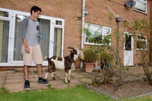 The goat nibbles at the bushes outside Roshan's house.