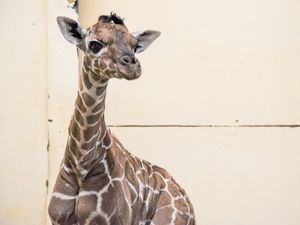 Supporting image for story: Baby giraffe named Margaret in honour of first Covid vaccine patient