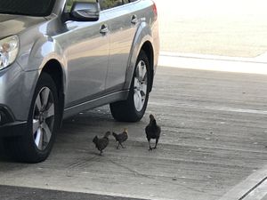 Supporting image for story: Chickens on the run rescued from M25 services