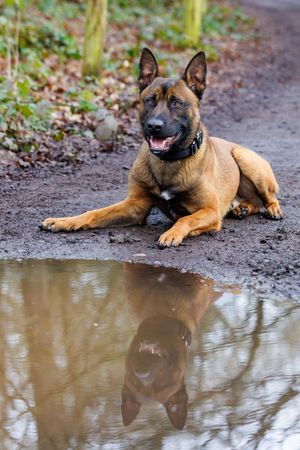 Police dog Zade who was instrumental in finding three people suspected of a serious assault in Walsall