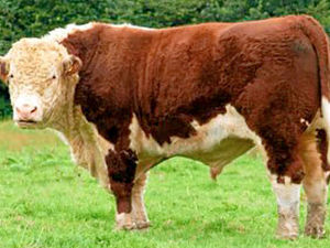 Supporting image for story: Agricultural shows - a bastion of political incorrectness