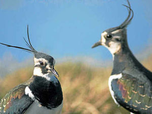 Supporting image for story: Farming Talk: Environmental stewardship changes afoot