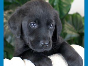 Supporting image for story: Shropshire College receives first ‘pupdate’ on sponsored Guide Dog puppy