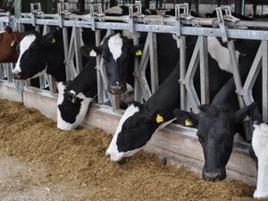 Supporting image for story: Changing over to a self-propelled diet feeder system benefits both cows and farmers