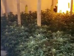 Supporting image for story: Cannabis factory found at Oldbury home