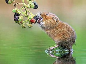 Supporting image for story: Wonders of the wild captured on camera