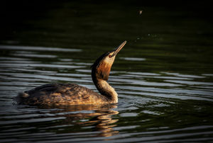 Stalking the Mayfly by Brian J Kerrison