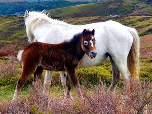 Supporting image for story: Telford photographer captures stunning images of Long Mynd wild horses