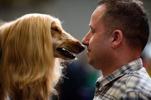 An Afghan Hound dog is prepared for show at the Birmingham National Exhibition Centre (NEC) during the final day of the Crufts Dog Show. PA Photo. Issue date: Sunday March 8, 2020. See PA story ANIMALS Crufts. Photo credit should read: Jacob King/PA Wire.