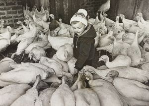 Three-year-old Simon Hilton of Bloxwich surrounded by 300 turkeys he was feeding to get them ready for Christmas in November 1967.
