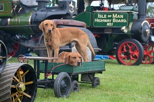 SHREW COPYRIGHT NATIONAL WORLD STEVE LEATH 24/05/2025Pics at West Mids Showground of the Shropshire Show.