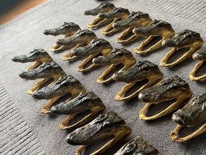 Supporting image for story: 80 alligator heads found at Birmingham house