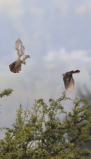 Fighting Cuckoos
