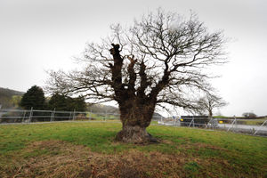 The Brimmon Oak tree, off Kerry Road in Newtown