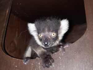 Supporting image for story: Joy as critically endangered baby lemur born at Dudley Zoo
