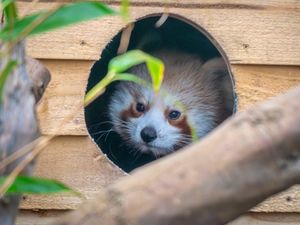 Supporting image for story: Hand-reared endangered red panda cub takes first steps in new habitat