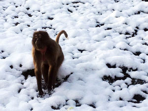 The snow certainly divided opinions. Pic: http://www.dudleyzoo.org.uk/snows-love-hate-thing/