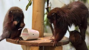 DZC's Coppery titi monkeys enjoy some Easter enrichment