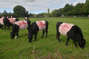 The entire herd now bears the St George's Cross.
