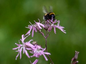 Supporting image for story: Rising temperatures ‘blurring’ UK’s seasons and it’s affecting wildlife, says National Trust