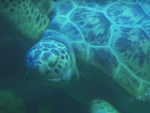 Supporting image for story: Gulliver travels to his new home at Birmingham's National SEALIFE Centre