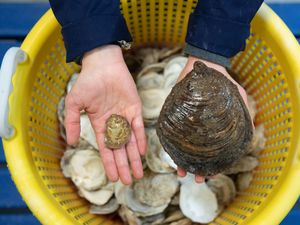 Supporting image for story: European flat oysters ‘thriving’ in Firth of Forth
