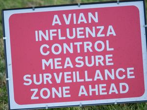 Supporting image for story: RSPCA wildlife centres no longer taking in sick seabirds due to avian flu risk