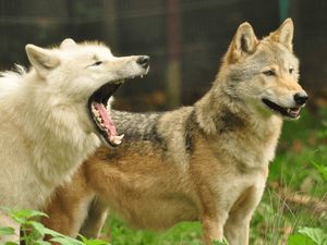 Supporting image for story: Telford Zoo putting focus on European wolf conservation with two-day celebration